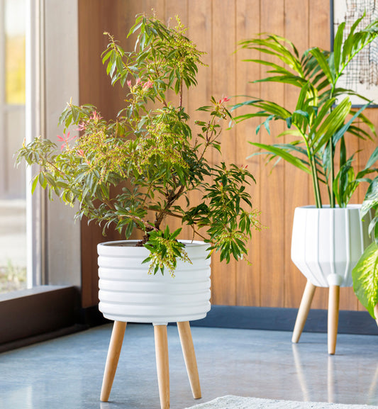 Orchid Planter