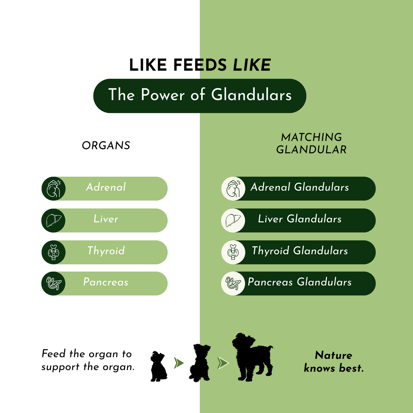 Holistic Total Body Support — Daily Multivitamin & Pasture-Raised Glandular Blend for Dogs & Cats