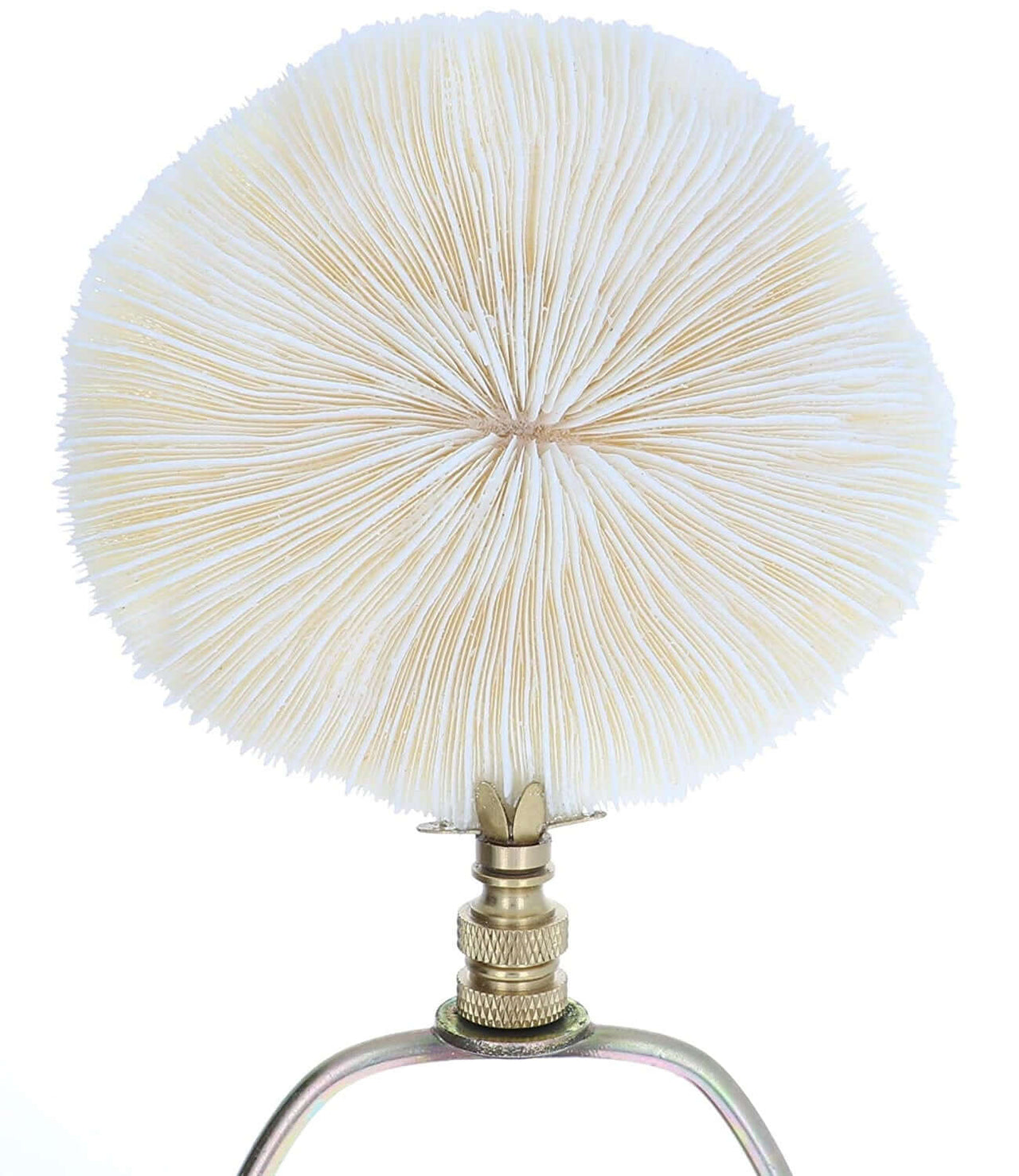 Art Finial - Mushroom Coral Shell with Brass Base, Set of 2, Mini Works of Art, Update Your Lamps!