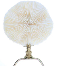 Thumbnail for Art Finial - Mushroom Coral Shell with Brass Base, Set of 2, Mini Works of Art, Update Your Lamps!