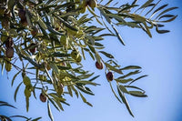 Thumbnail for Gioia Single Source Extra Virgin Olive Oil 750mL 100% Pure Organic Non-GMO Vegan